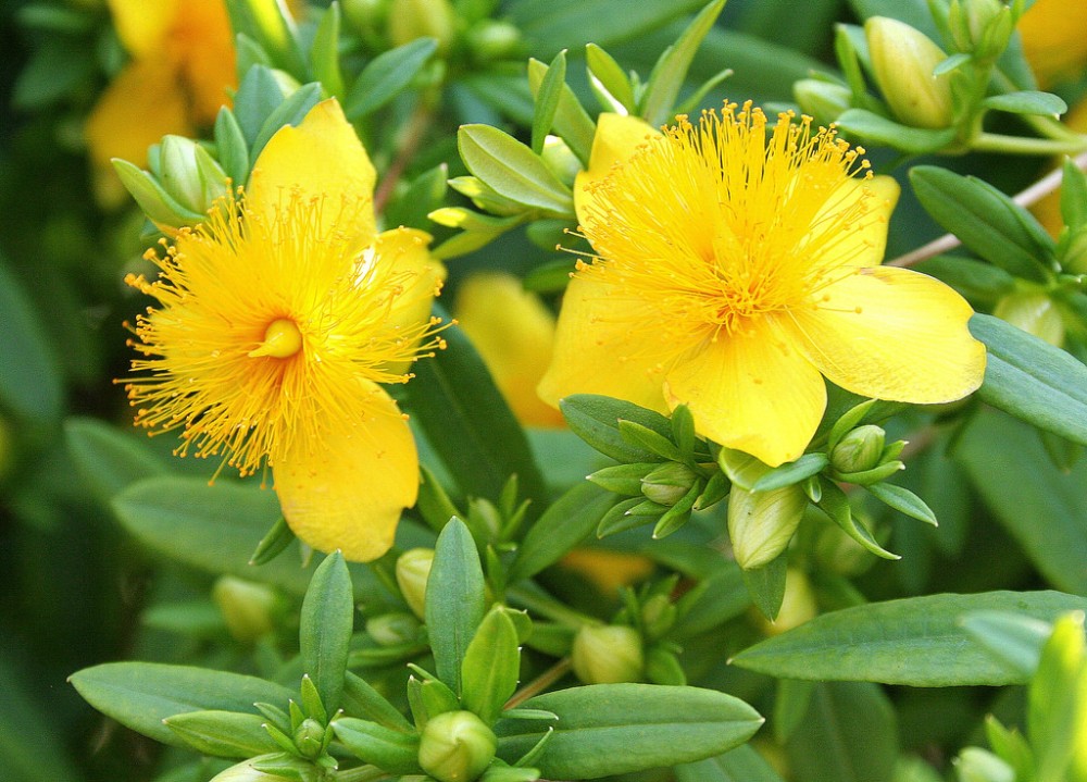shrubby_st_johns_wort